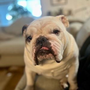 Ted baker midi fitted dress